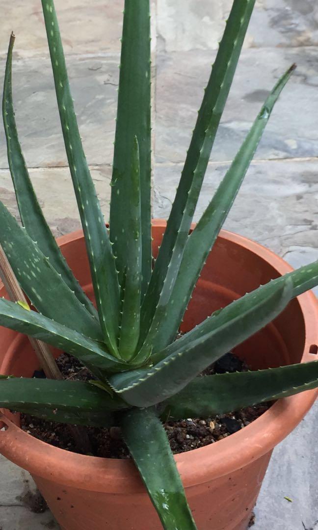 Home Grown Aloe Vera Plant Edible Gardening Plants On Carousell
