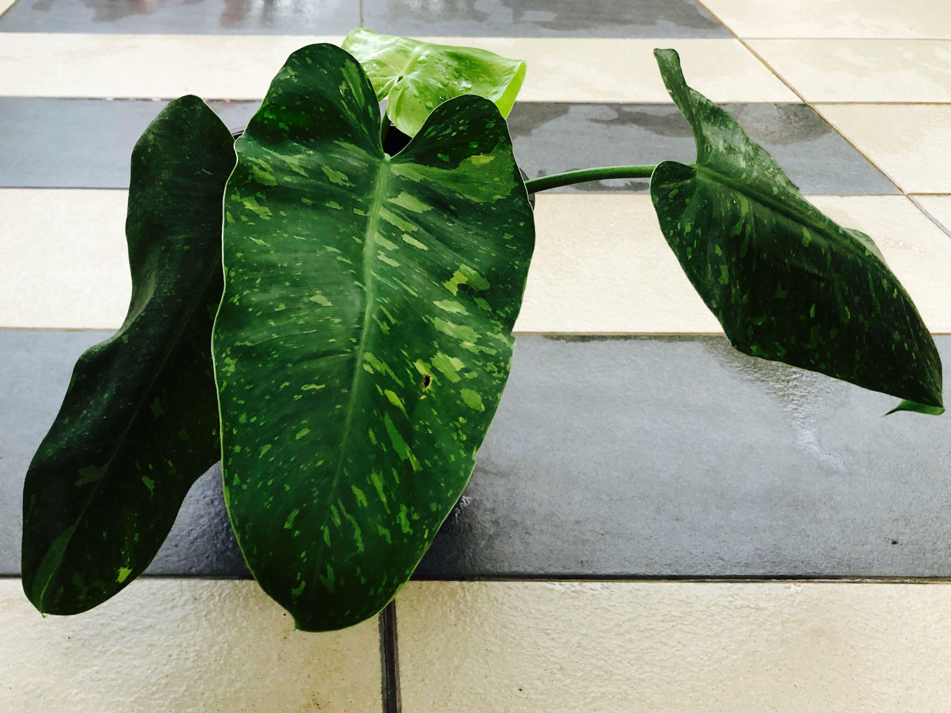 Large Philodendron Jose Buono Home Furniture Gardening On Carousell