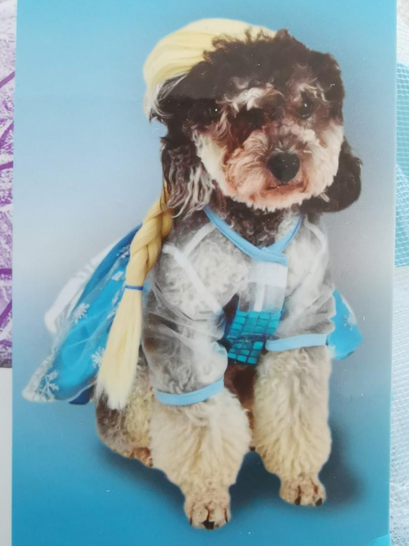 elsa dog costume