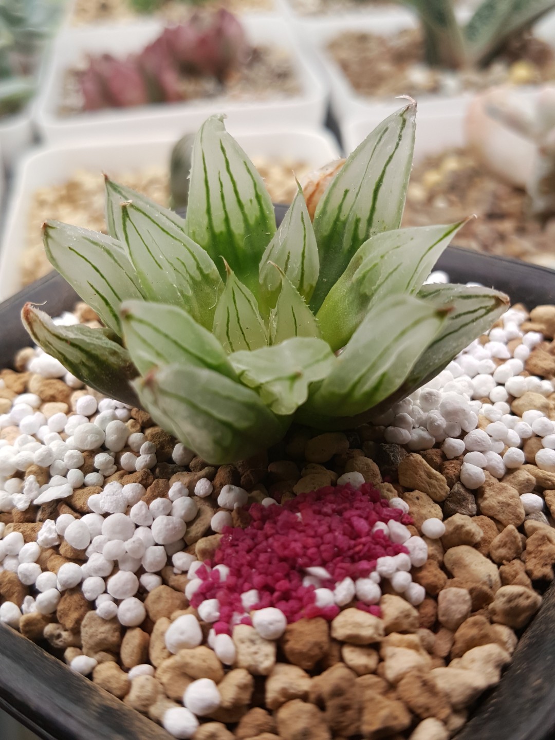 Set Of 8 Mini Bonsai Office Decoration Desktop Faux Artificial Plastic Succulent Plants In Geometry Of The Diamond Ceramics Pot Buy Geometric Ceramic Flower Bonsai Pot Mini Succulent Artificial Plant Geometry Of The