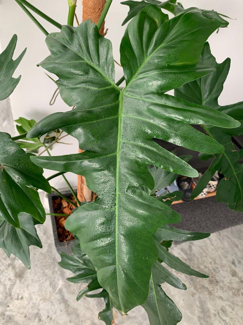 Philodendron Golden Dragon tree for sale, Furniture & Home Living, Gardening, Plants