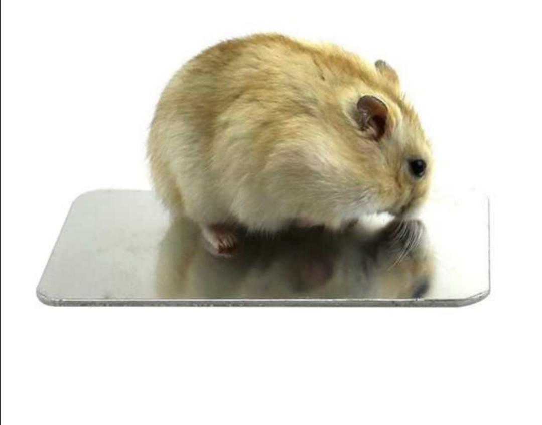 Hamster cooling pad top