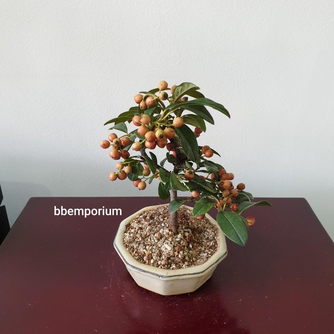 Mini Jap Tea Berry Bonsai In7 Furniture Home Living Gardening Plants Seeds On Carousell