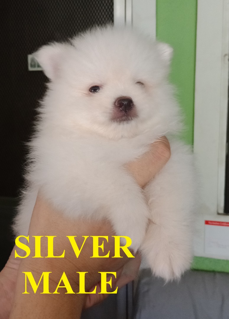 White Pomeranian Puppy Images