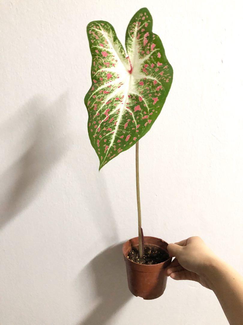 Jumbo hearts desire caladium, Furniture & Home Living, Gardening