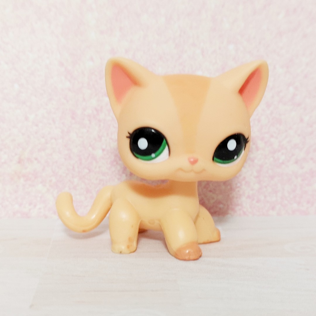 Lps shorthair clearance cat orange