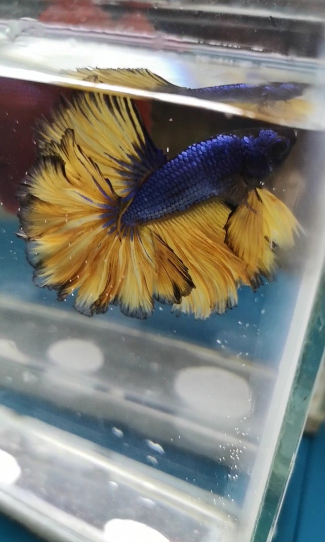 Mustard gas betta fish from Thailand now in manila, Pet Supplies, Homes