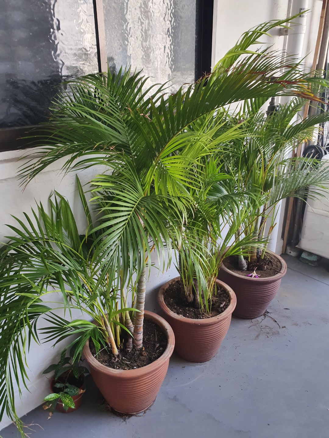 Palm tree Plants, Furniture & Home Living, Gardening, Plants & Seeds on