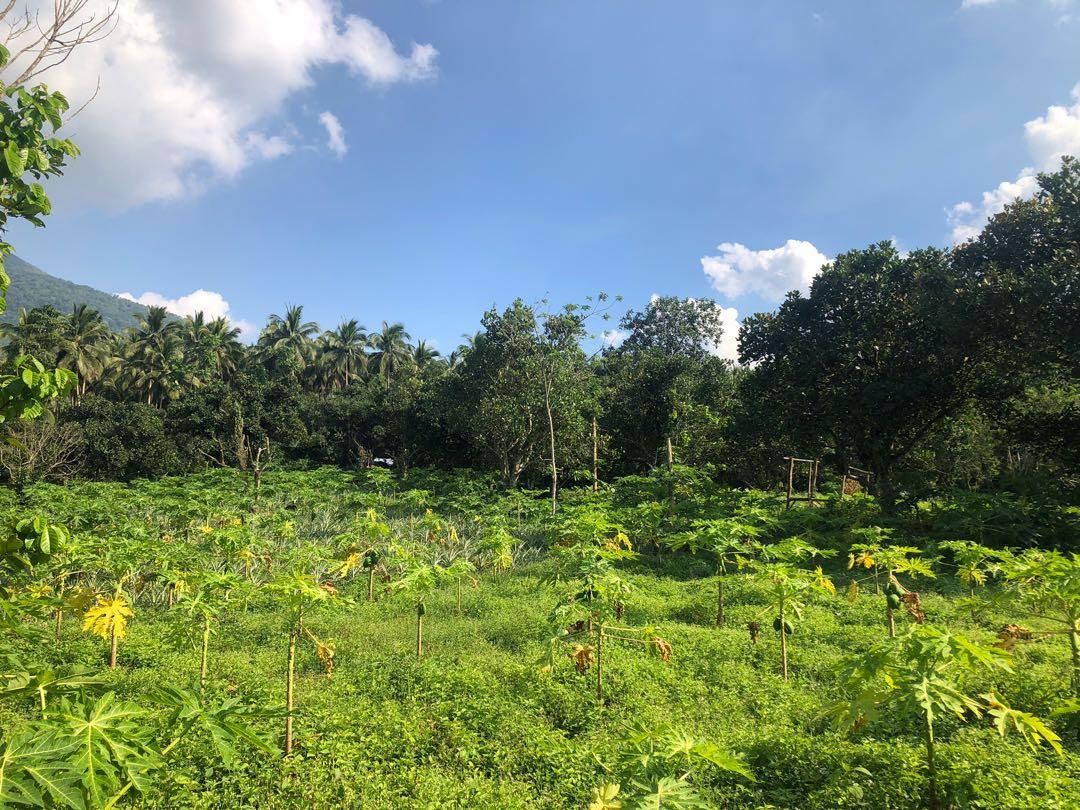 San Pablo City Laguna Farm Lot, Property, For Sale, Lot on Carousell