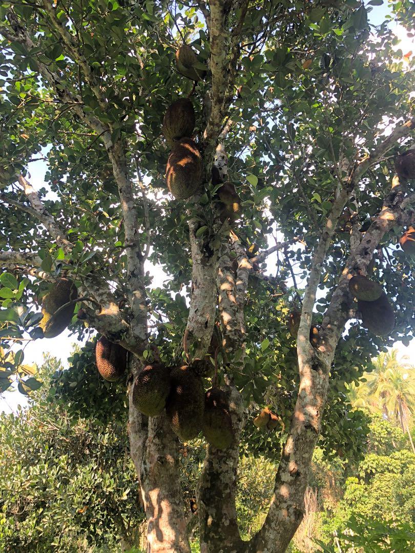 San Pablo City Laguna Farm Lot, Property, For Sale, Lot on Carousell