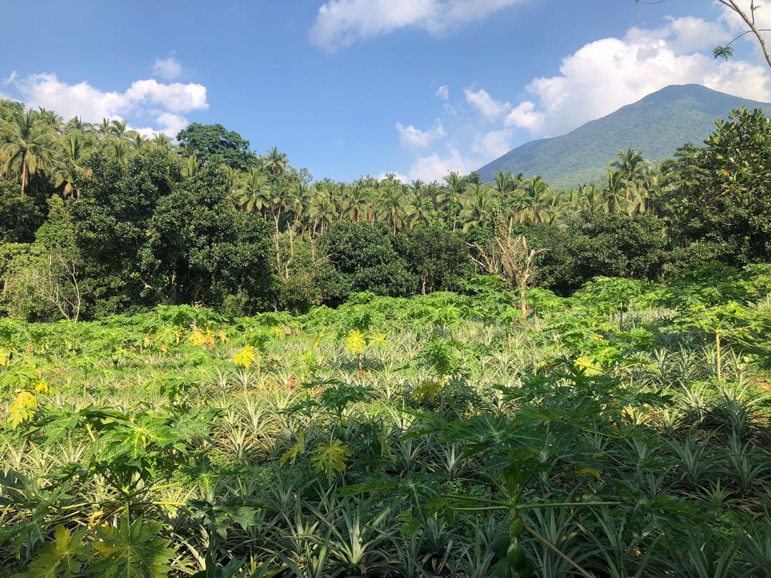 San Pablo City Laguna Farm Lot, Property, For Sale, Lot on Carousell