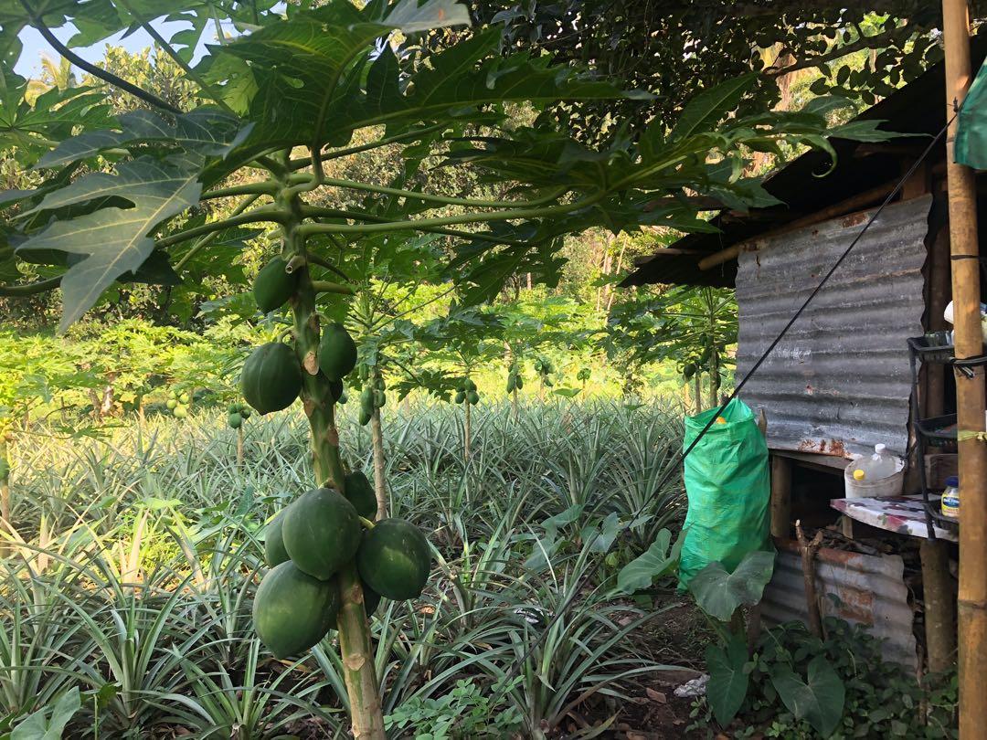 San Pablo City Laguna Farm Lot, Property, For Sale, Lot on Carousell