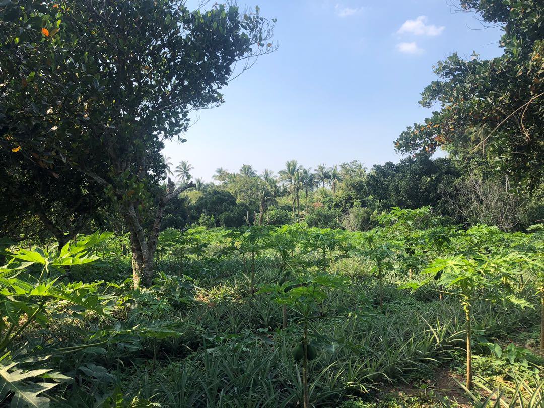 San Pablo City Laguna Farm Lot, Property, For Sale, Lot on Carousell