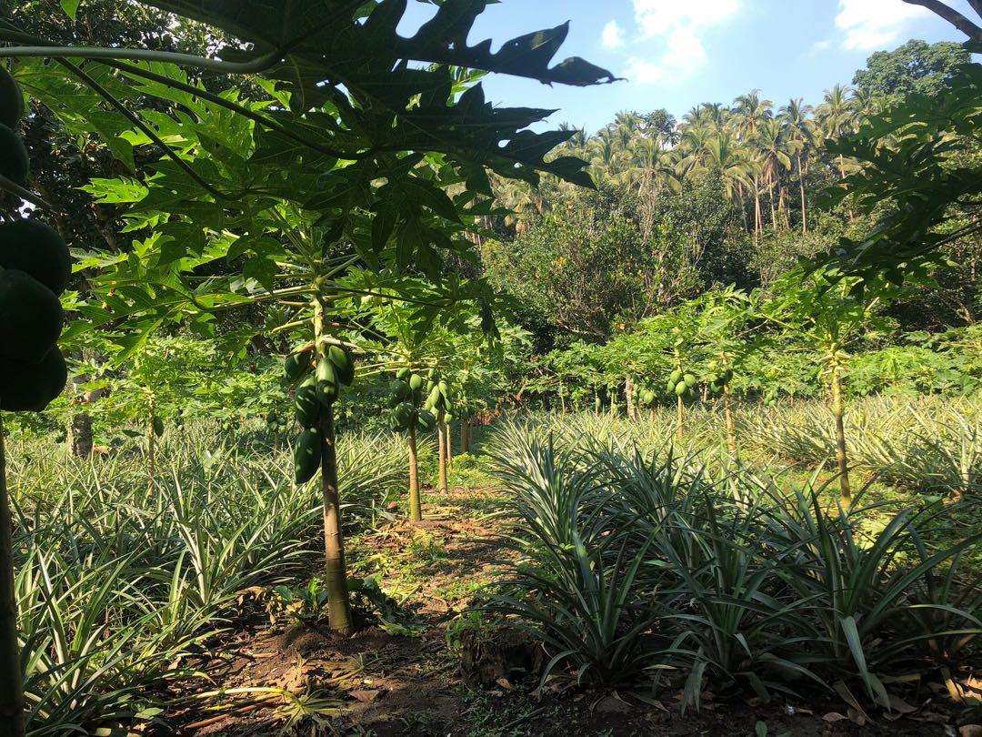 San Pablo City Laguna Farm Lot, Property, For Sale, Lot on Carousell