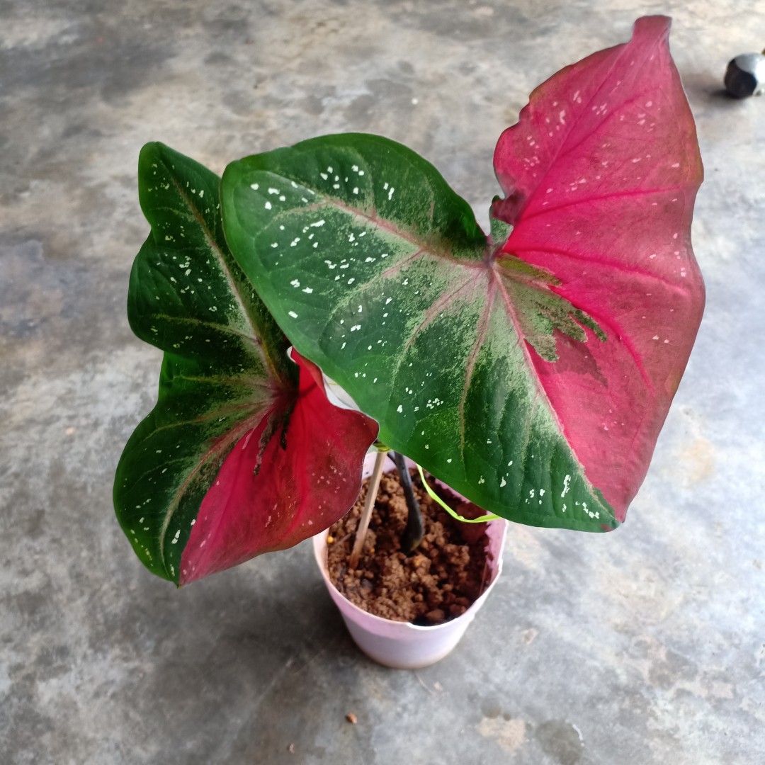 Caladium Splash Of Red Home Furniture Gardening On Carousell