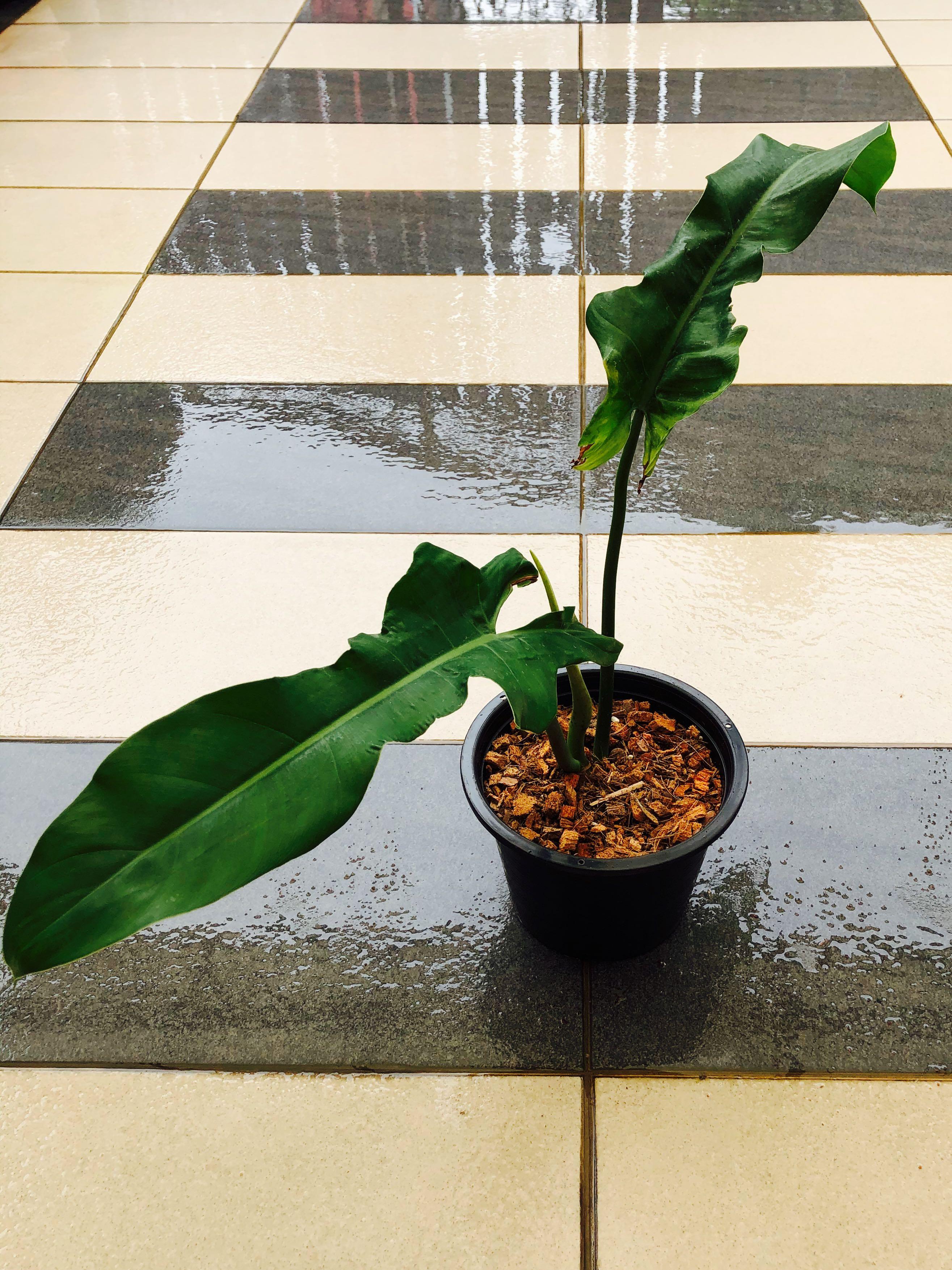 Philodendron Spiritus Sancti Care