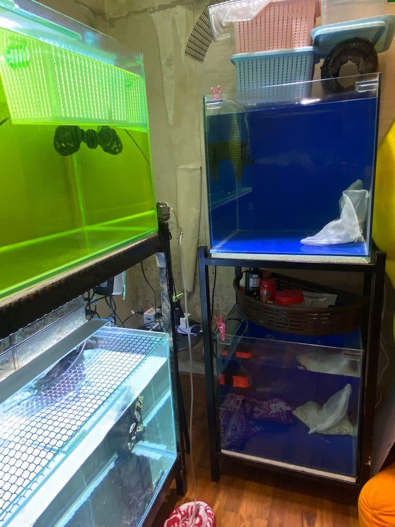 Fish Tank, Pet Supplies, Homes & Other Pet Accessories on Carousell