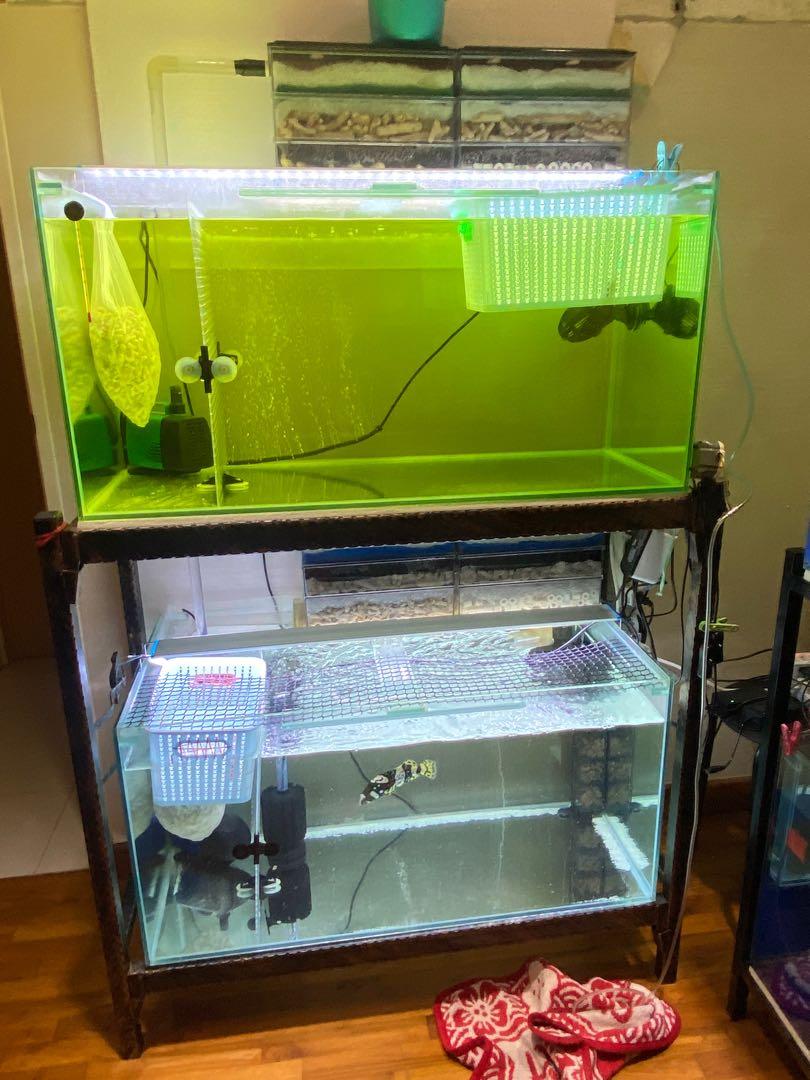 Fish Tank, Pet Supplies, Homes & Other Pet Accessories on Carousell