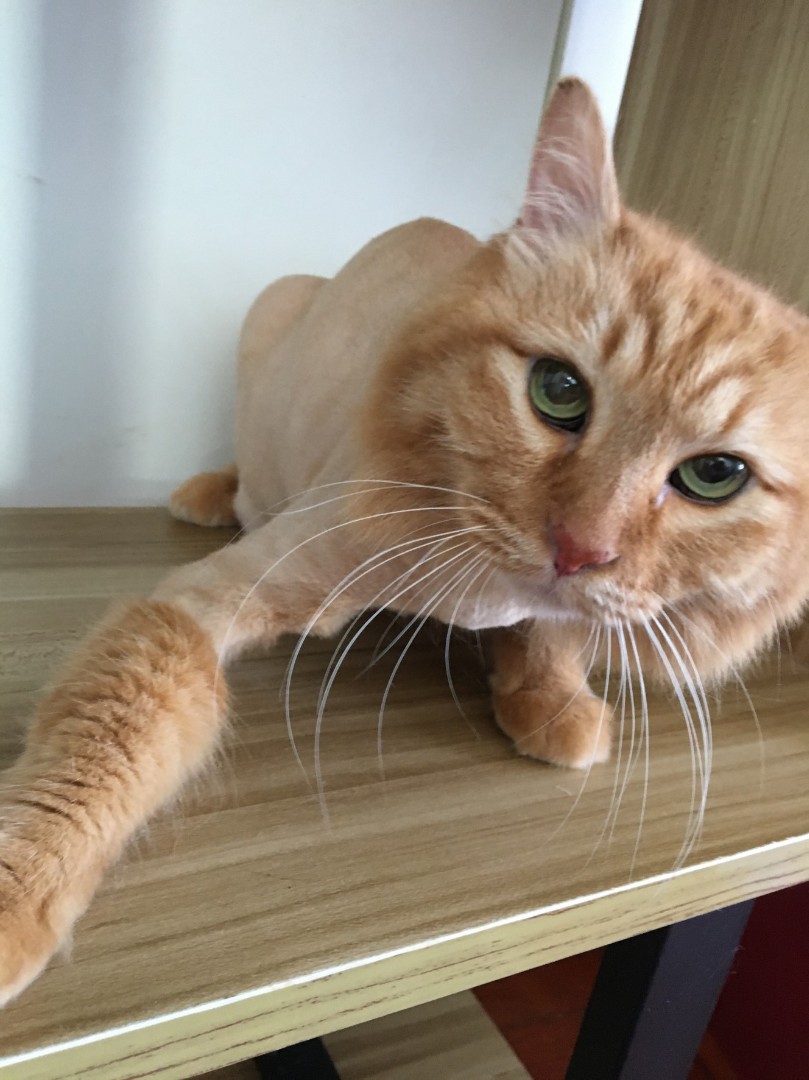 (Category: ) located in . Submitted by littlebeanpets (Listing ID 256063180, Image 1). Description: .