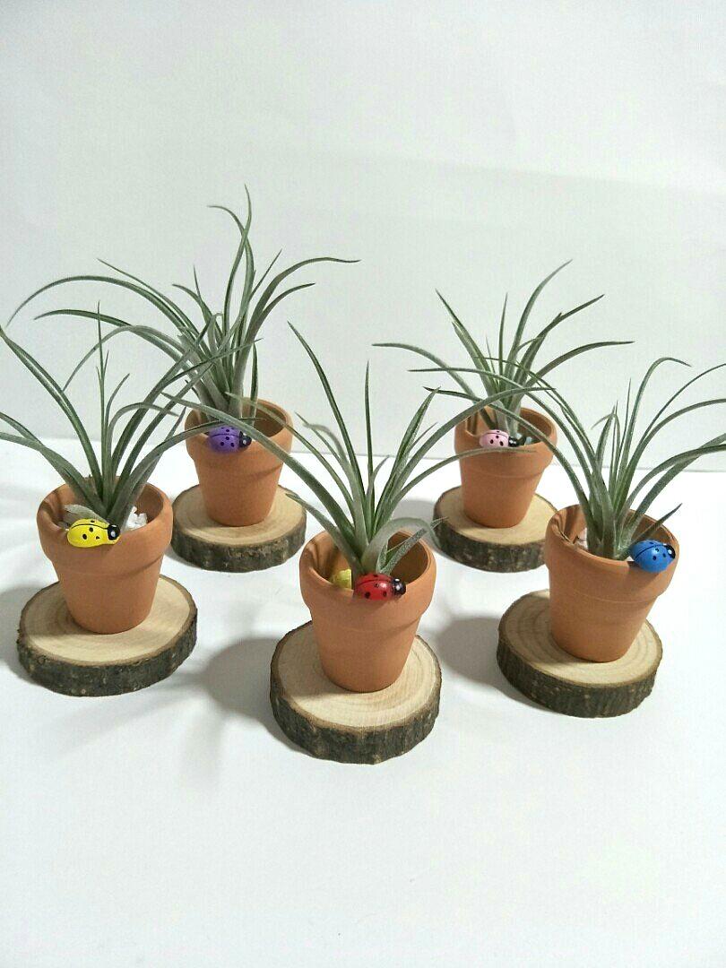 Mini Air Plant Pot Miniature Figurine Ornament Tillandsia Display Terrarium Decoration For Home Office Gift Gardening Plants On Carousell