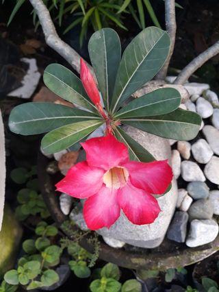 Calasochi  pink bonsai