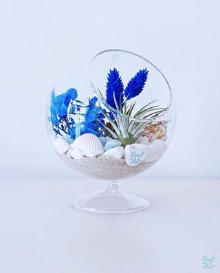 Aerium: Calm Pot with seashell and air plant