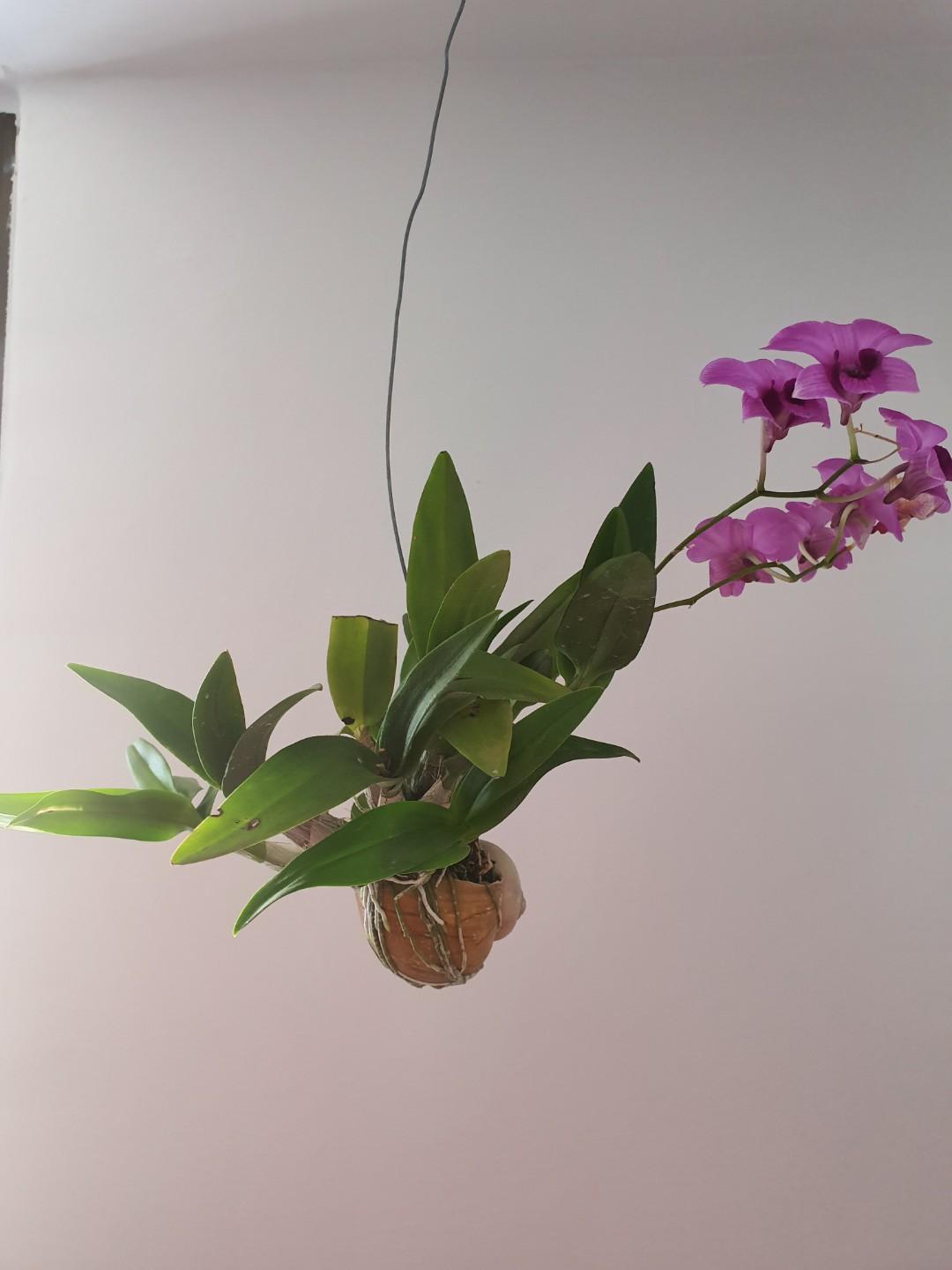 Mini orchid (Category: Artificial Plants & Flowers) located in Singapore. Submitted by shazza07 (Listing ID 277123746, Image 2). Description: Mini orchid in bloom. Does well in indirect sunlight at home..