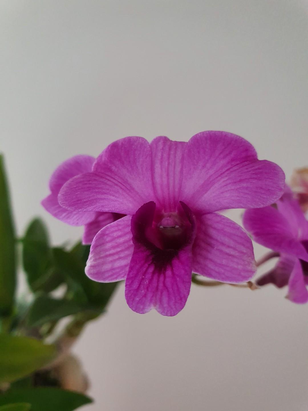 Mini orchid (Category: Artificial Plants & Flowers) located in Singapore. Submitted by shazza07 (Listing ID 277123746, Image 1). Description: Mini orchid in bloom. Does well in indirect sunlight at home..