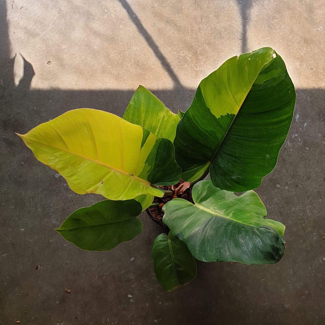 Philodendron Jungle Fever Gold Gardening Plants On Carousell