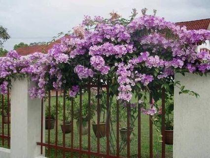 Affordable Pokok Memanjat For Sale Home Furniture Carousell Malaysia