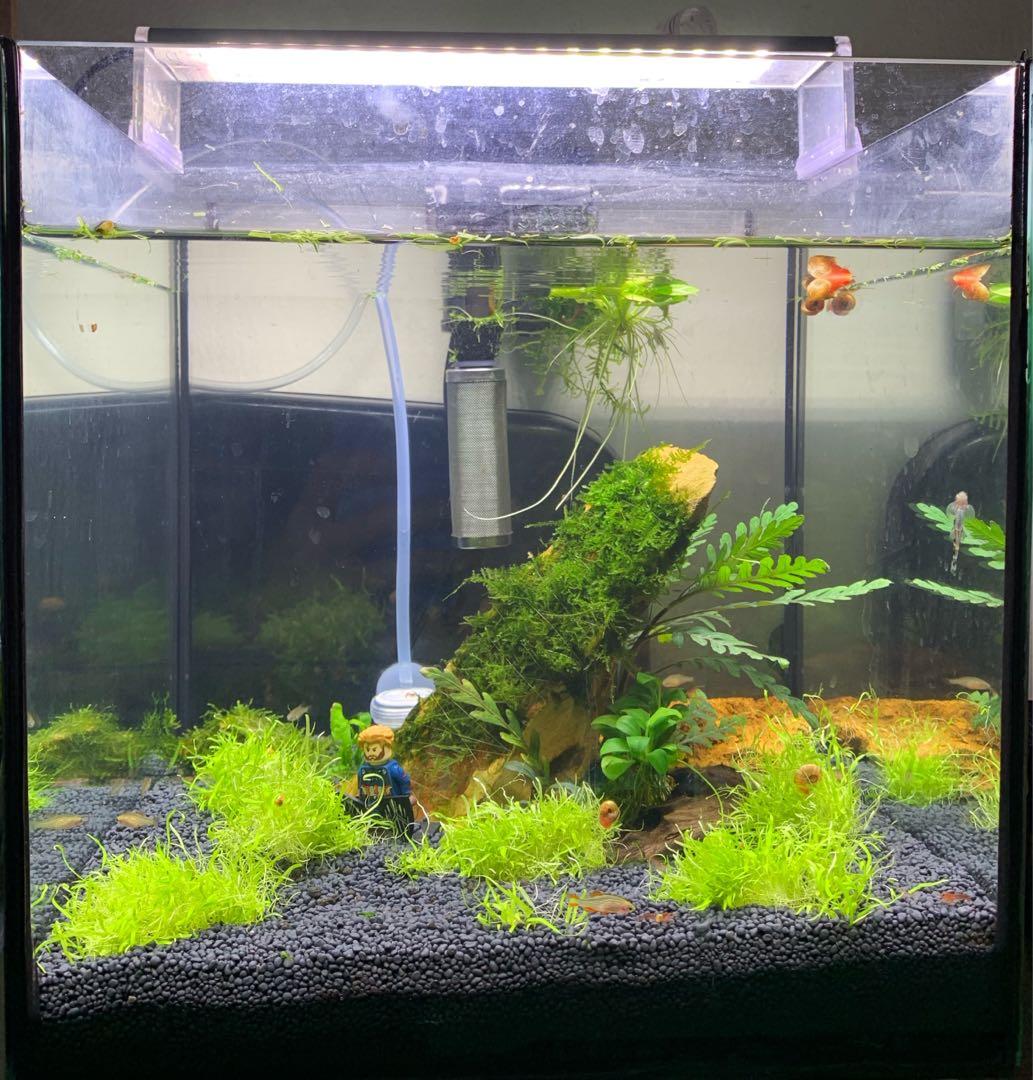 buurman melk wit Politie 30 x 30 x 30 fully cycled cube Aquarium Fish Tank, Pet Supplies, Homes &  Other Pet Accessories on Carousell