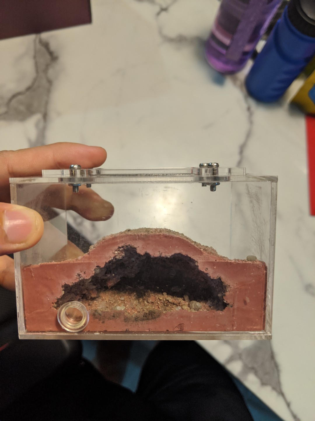 Founding Ant Queen Chambers Formicarium Pet Supplies Homes Other Founding Ant Queen Chambers Formicarium 1581687270 05ebc92d