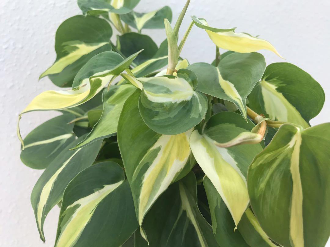 Philodendron Gabby Cream Splash Furniture Home Living Gardening Plants Seeds On Carousell