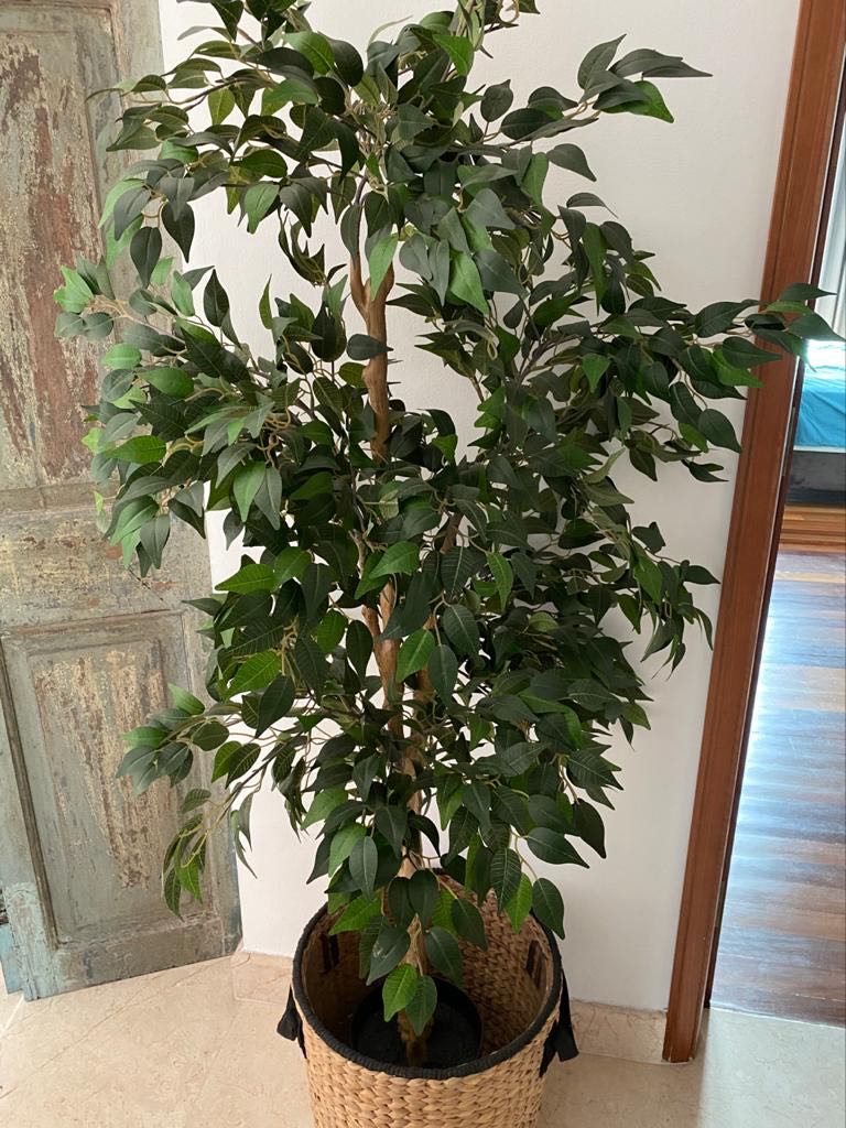 two ikea artificial plant, weeping fig. cost $89 each 2 months old
