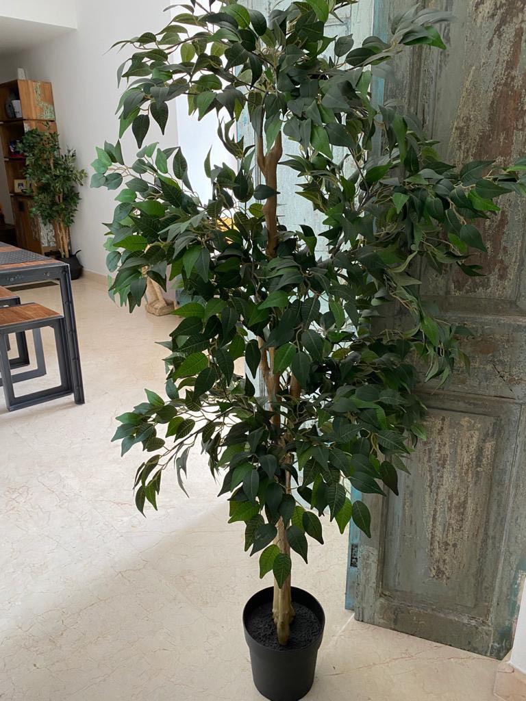 Two Ikea artificial plant, weeping fig. Cost 89 each 2 months old