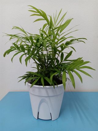 Calathea Sentosa, Indoor Plant, House Plant, Calathea, Home 