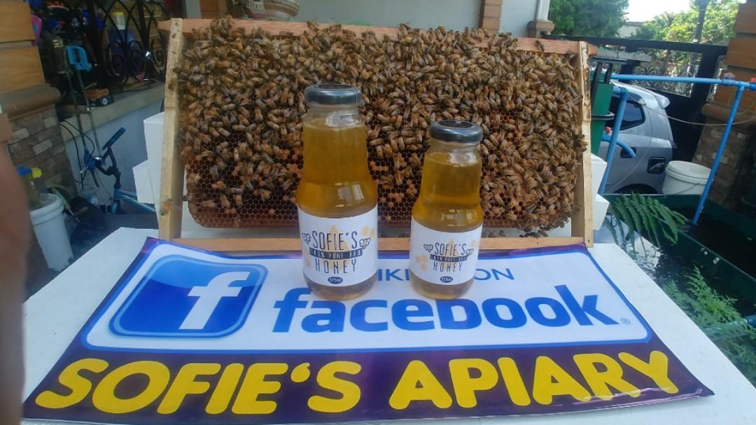 Bee Colony for sale Apis mellifera, Community on Carousell