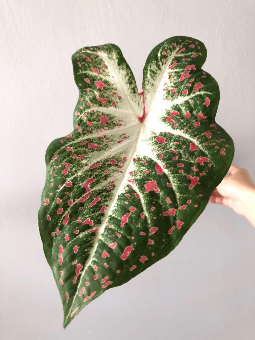Jumbo hearts desire caladium, Furniture & Home Living, Gardening