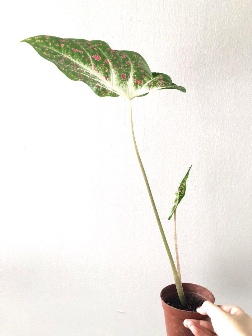 Jumbo hearts desire caladium, Furniture & Home Living, Gardening