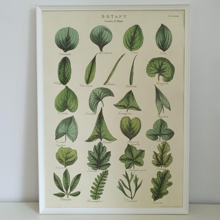 Cavallini Co Botany Plant Leaves Poster Furniture Home Decor