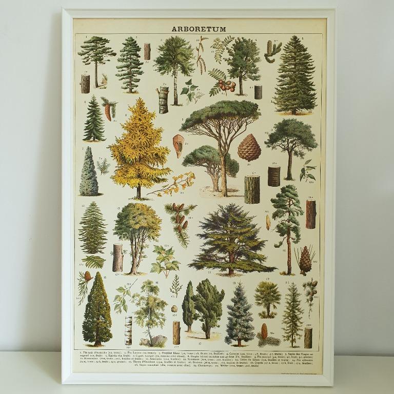 Cavallini Co Tree Species Aboretum Poster Furniture Home