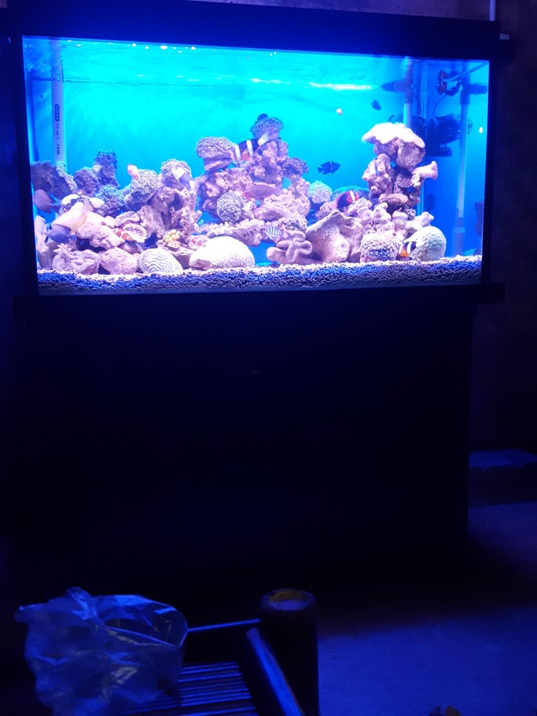 Ready Stock Ikan Hias Air Laut Aquarium Meja Aluminium Perabotan Rumah Di Carousell Aquarium air laut tangsel Ready Stock Ikan Hias Air Laut Aquarium Meja Aluminium Perabotan Rumah Di Carousell Aquarium air laut tangsel