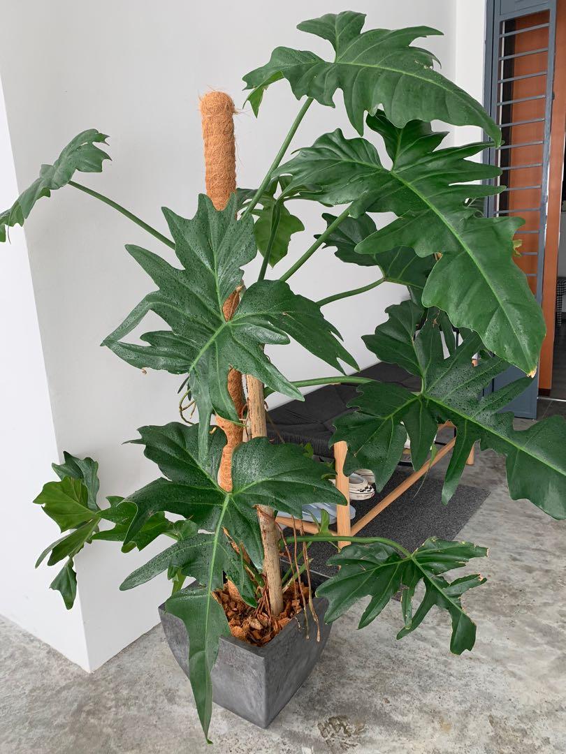 Philodendron Golden Dragon tree for sale, Furniture & Home Living, Gardening, Plants