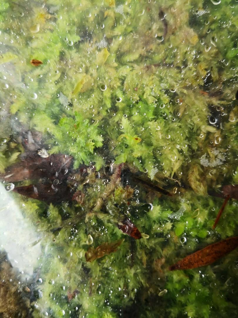 Live sphagnum moss for sale, good for carnivorous plants!, Gardening