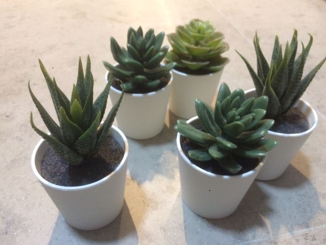 Fake IKEA plants x 6, 傢俬＆家居, 家居裝飾, 人工植物盆栽 Carousell