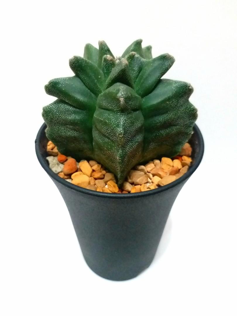 龜甲鸞鳳玉 實生 傢俬 家居 園藝 植物及種子 Carousell