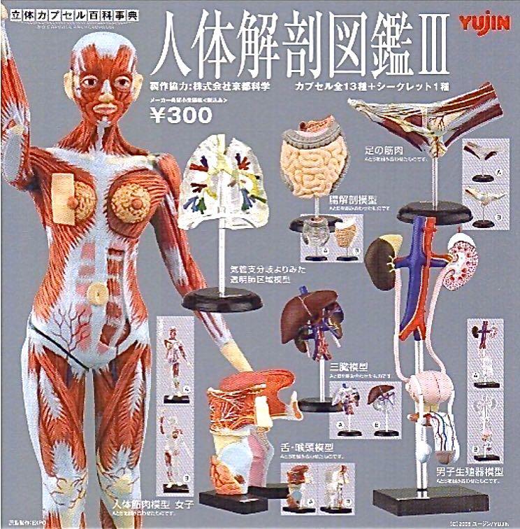 ユージン 人体解剖図鑑Ⅲ シークレット含むコンプリートセット 未開封 冇貨Yujin 人体解剖図鑑Ⅲ 立體百科事典人體解剖圖鑑Part 3 (全套14隻