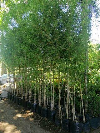 Pol bamboo