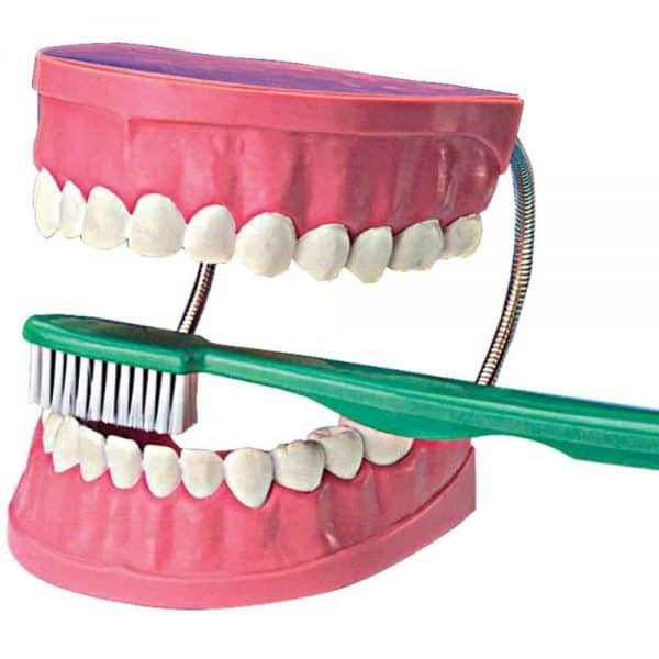 Giant Dental Model With Tooth Brush, Hobbies & Toys, Stationery & Craft ...