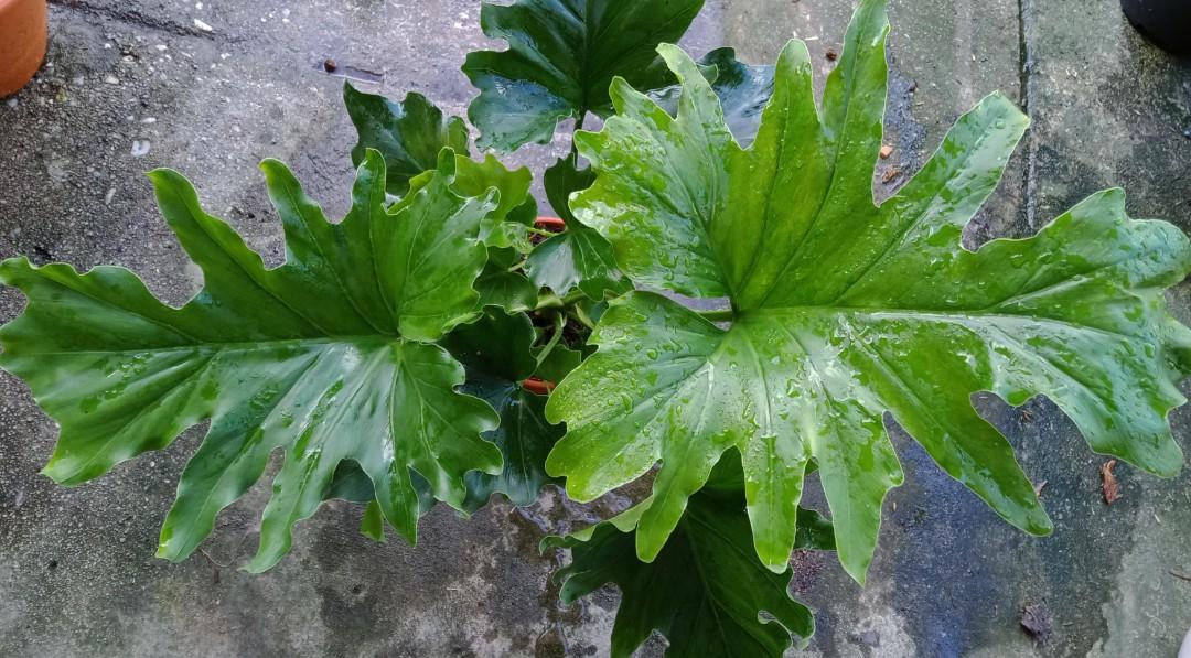 Philodendron Angela Houseplants Home Furniture Gardening On Carousell